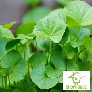 shophouse Gói 200 hạt rau má lá nhỏ  SHOP HOUSE  TẾT KHUYẾN MẠI