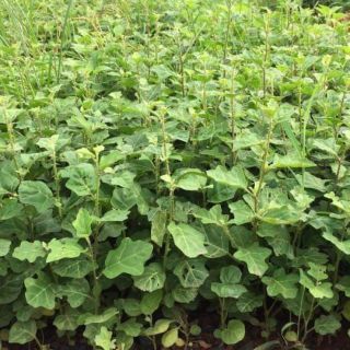 Combo 10 cây giống cà gai leo