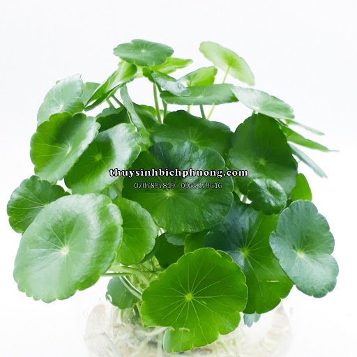 RAU MÁ DÙ - CÂY THỦY SINH CHO HỒ CÁ THỦY SINH