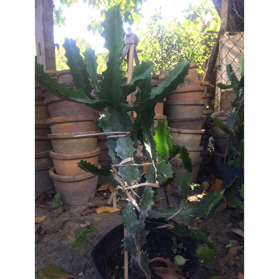 Xương rồng gai cho bà đẻ, trẻ sơ sinh treo cửa, mang đi đường để trẻ sơ sinh không quấy khóc