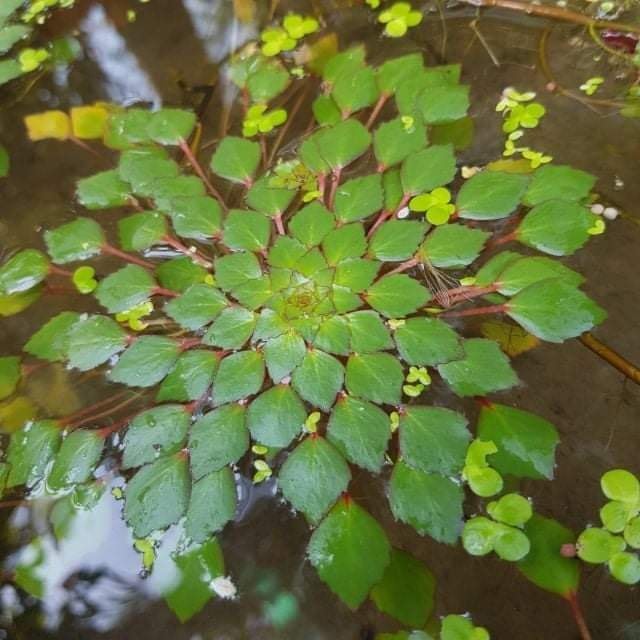 Ấu thái thủy sinh