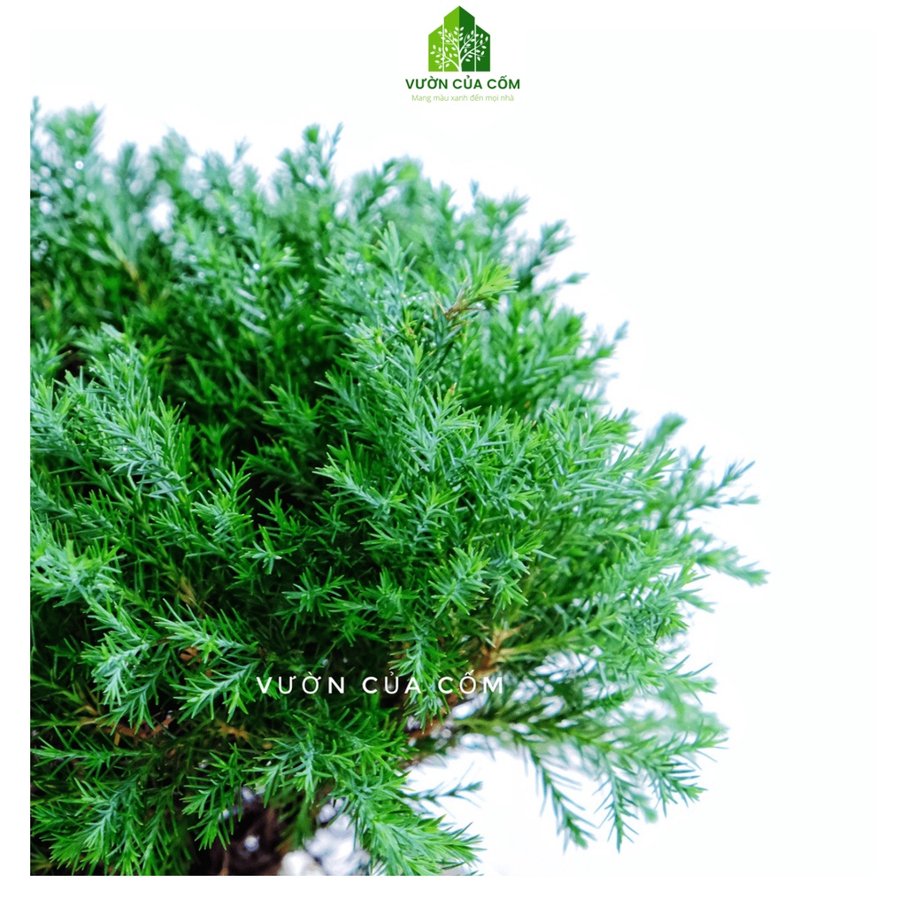 Cây Tùng Bồng Lai kèm chậu sứ trắng có kíck thước cao 30 - 35 cm . Cây mang phong thủy hút tài lộc .