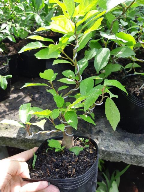 Cây sung bonsai mini