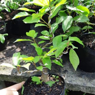 Cây sung bonsai mini bàn trà