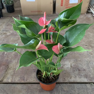 Cây Hồng Môn Hồng để bàn cao 25-30cm, cây hoa phong thuỷ nở hoa quanh năm, cây hoa để bàn và trồng trang trí nội thất