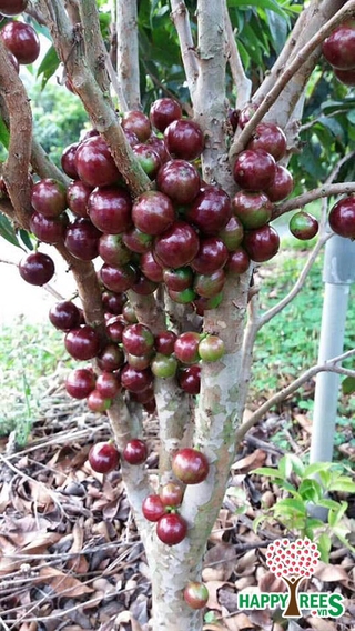 Cây Giống Nho thân gỗ tứ qúy ra trái và hoa quanh năm dễ trồng