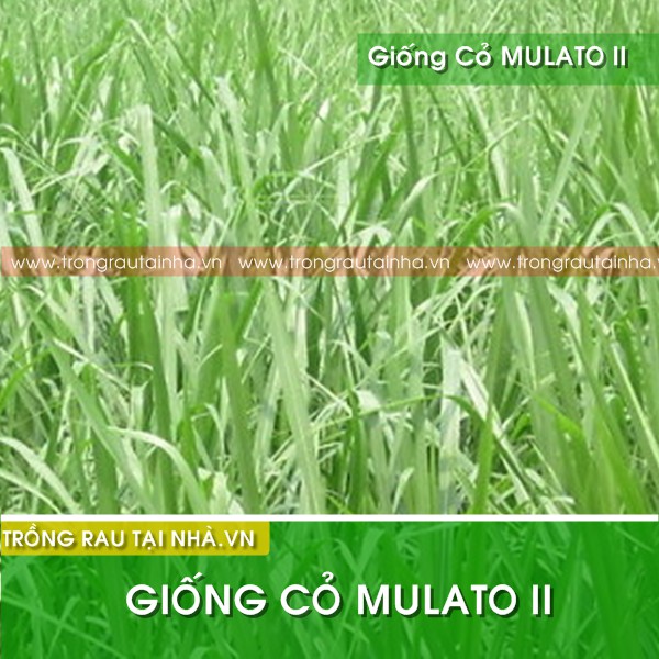 Hạt giống cỏ Mulato II - Cỏ Sả Dinh Dưỡng (gói 1kg)