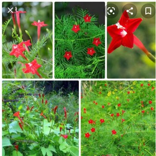 hạt giống cây hoa sao leo giàn