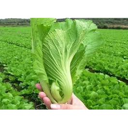 Hạt giống cải bẹ xanh - cải mỡ