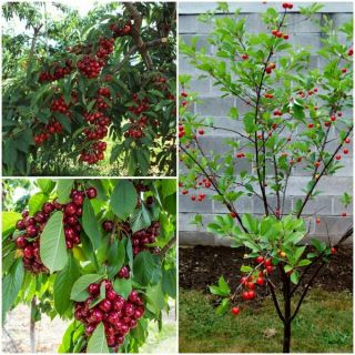 Cây chery anh đào giống