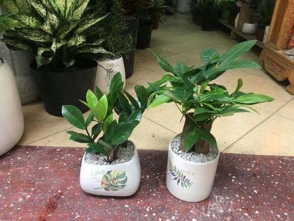 Giống cây phong thủy