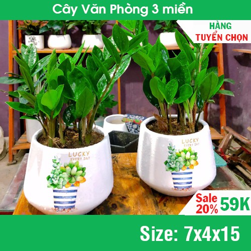 Cây kim tiền để bàn mini sinh tài lộc (Kim phát tài) HÀNG LOAI 1
