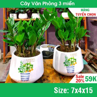 [RẺ VÔ ĐỊCH] Cây kim tiền để bàn mini sinh tài lộc (Kim phát tài) HÀNG LOAI 1