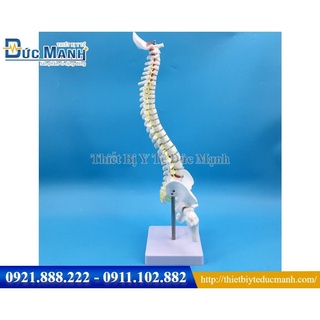 Mô hình xương cột sống 45cm