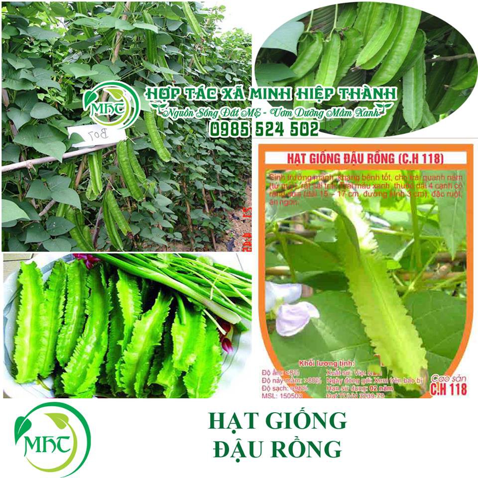 Hạt giống đậu rồng