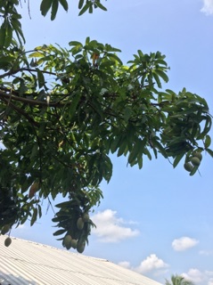 Lá xoài tươi _khô