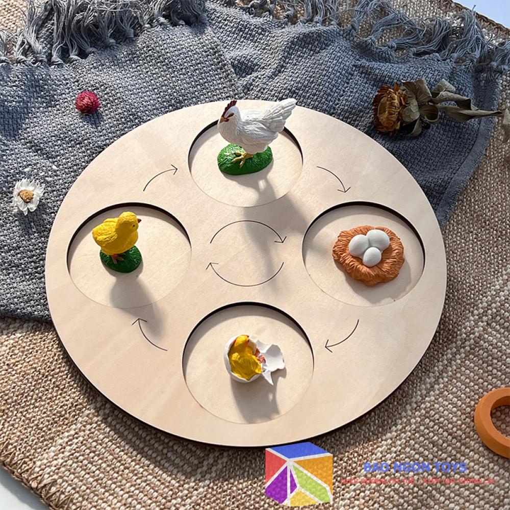 Bộ mô hình vòng đời phát triển của động thực vật, bướm, ếch, giáo cụ montessori dạy bé về thế giới tự nhiên BAO NGON TOY