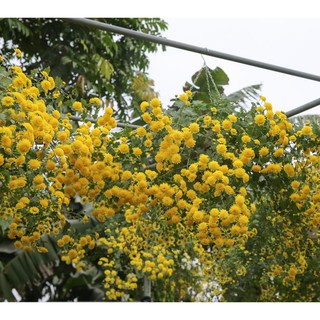 Hạt giống hoa Cúc rủ F1