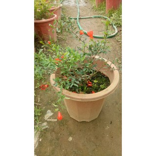 2 cây giống lựu đen