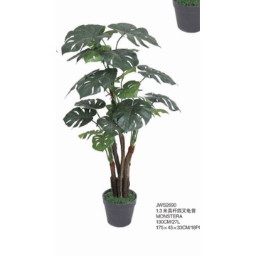 [FREESHIP] Cây lá rùa (Monstera) cao 1,3met ( để Free ship CHAT ngay với người bán)