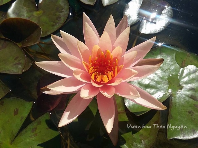 Combo 4 cây Hoa súng Thái Lan