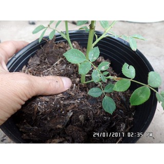 12 cái bầu ươm cây 18x16 cm bằng nilong dai
