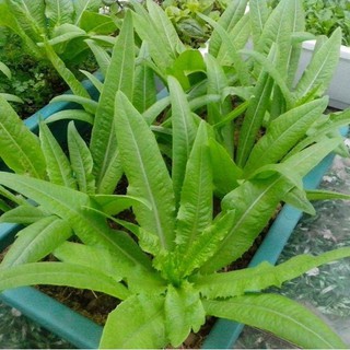 Hạt Giống Rau Diếp Thơm (Gói 5gram )- STHG1