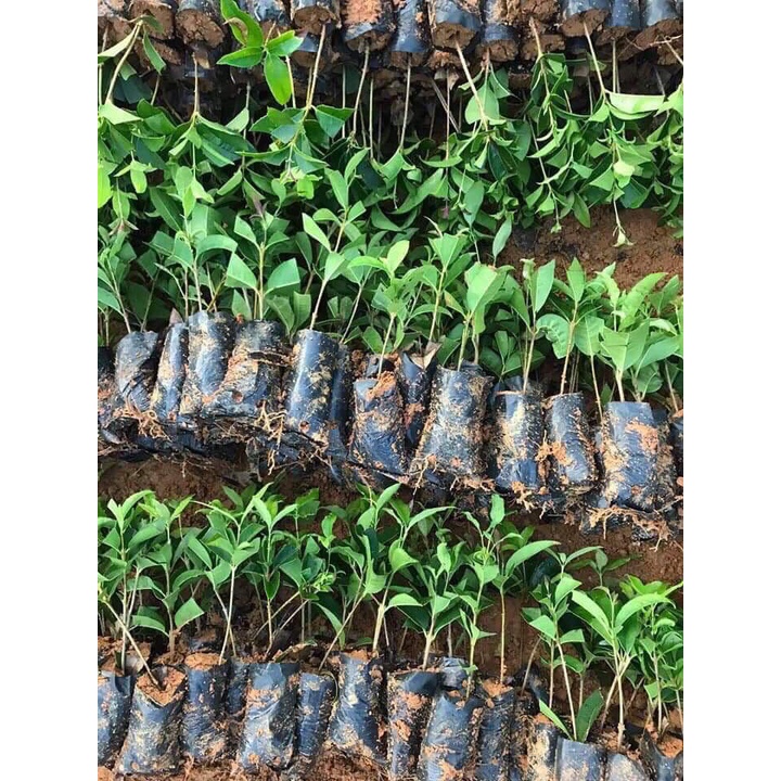 Cây giống Mộc Thoát thân cao 60 Cm, hoa thơm khắp làng, trồng cây mộc hương mang nhiều may mắn, tài lộc đến cho gia chủ.