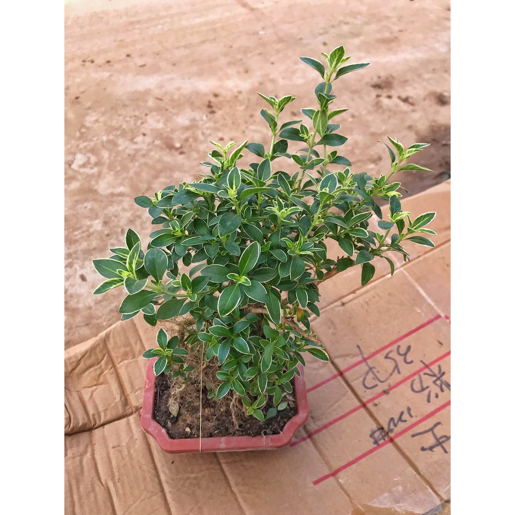 Cây bạch tuyết mai dáng bonsai cao 20cm cây nhiều dáng độc đáo nhiều lá xum xuê, cây phong thuỷ trồng để bàn