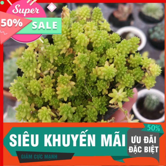 Sen đá Sidum xanh