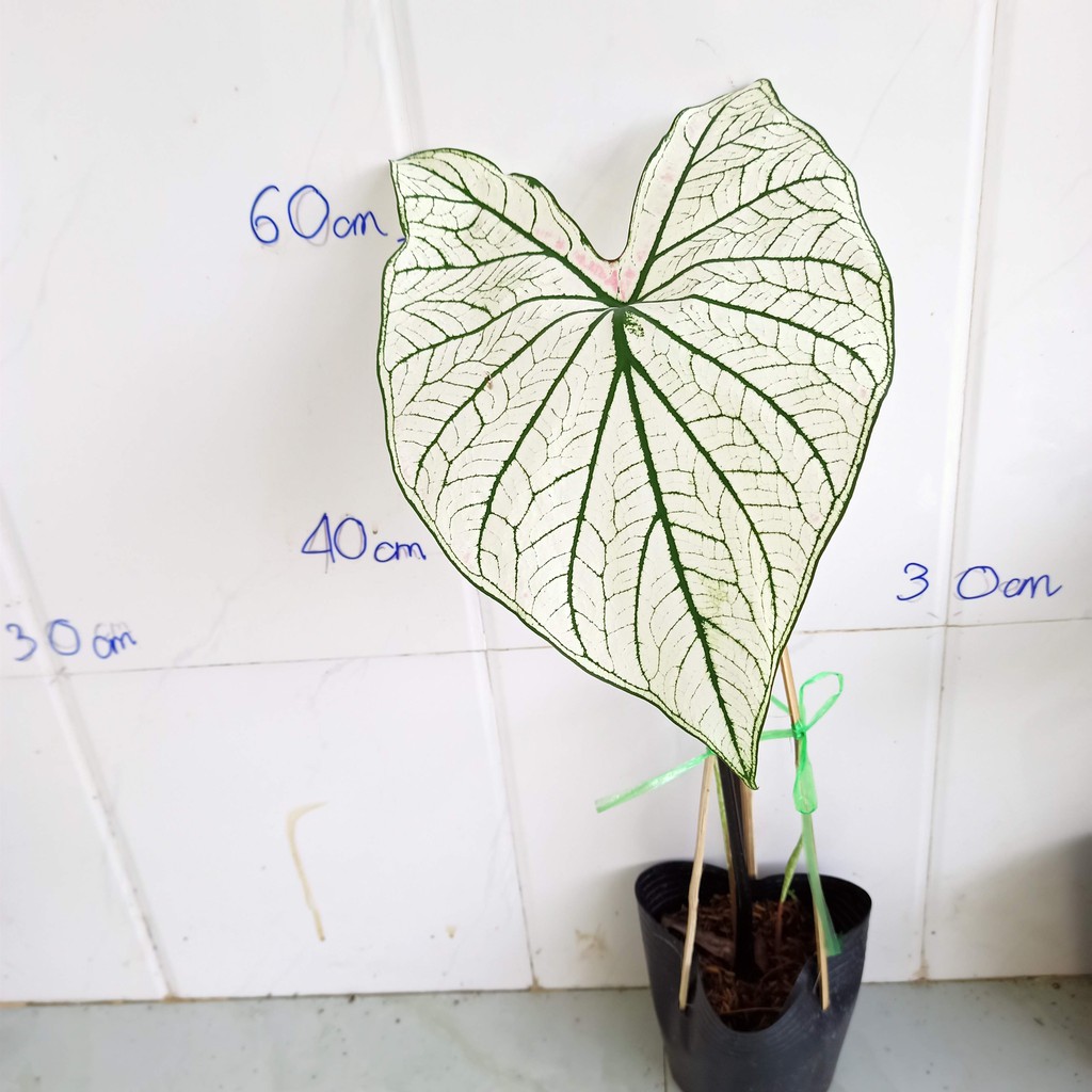 Chậu cây môn trắng - Caladium Bicolor White Christmas - Summer Garden