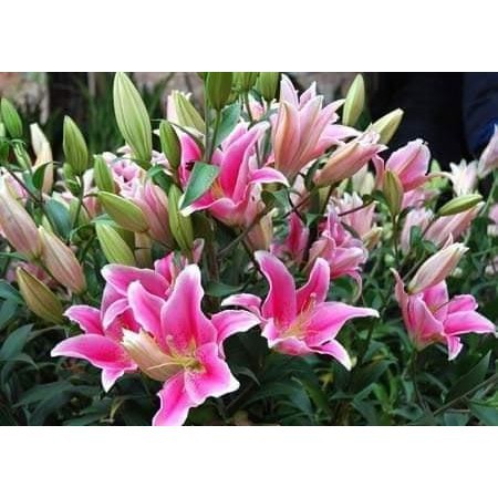 Combo 5 Củ Ly Thân cao Hoa Màu Đỏ Củ Ly Giống