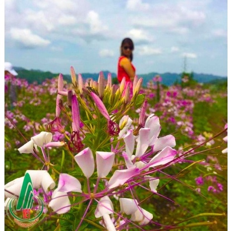 50⚡️HẠT GIỐNG HOA TÚY ĐIỆP⚡️NHIỀU MÀU SIÊU ĐẸP NÀY MẦM 100%