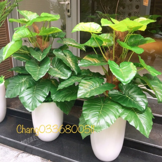 Cây giả-Cây trầu bà giả 1,2m kèm chậu - HN