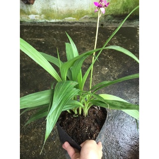 Địa lan chu đỉnh tím