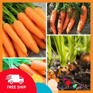 gói 10 gr giống cà rốt