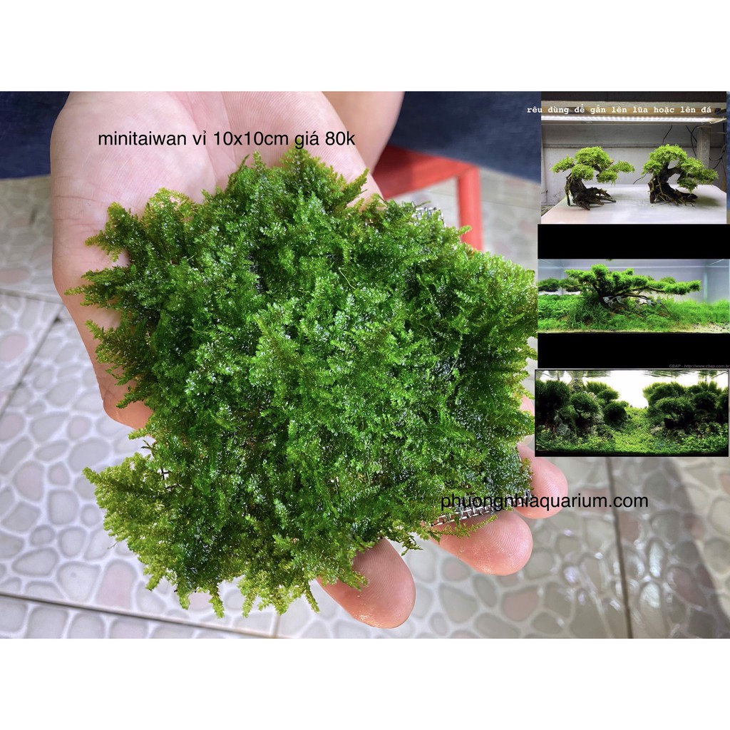 Rêu MiniTaiwan