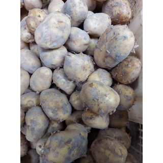 Khoai Tây Ta & Khoai Sọ ( 1 kg )