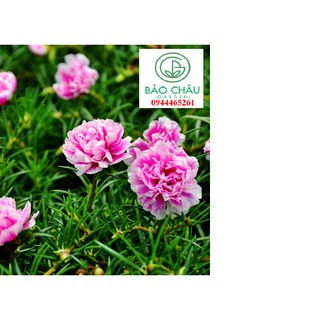 1 kg Cành hoa mười giờ Thái,sam nhiều màu