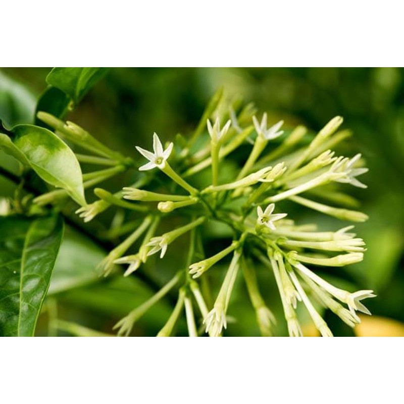 Hoa dạ lý hương