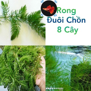 Rong Đuôi Chồn 8 Cây Lọc Nước