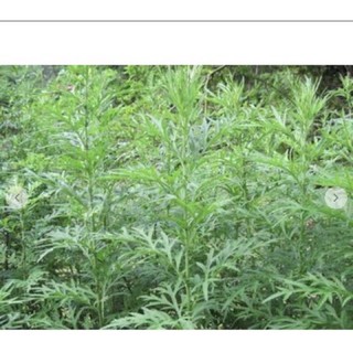Ngải cứu khô túi 1kg