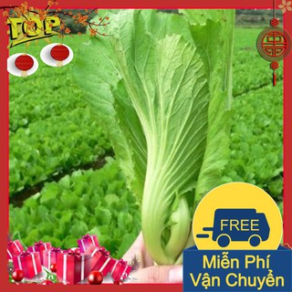 Combo 2 Gói Hạt Giống Cải Bẹ Dưa