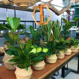 Chậu trồng cây/giỏ cói trang trí Size 20cm,25cm,30cm,35cm