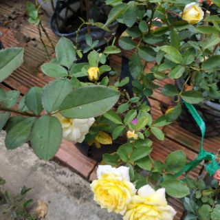 Chậu hồng đổi màu