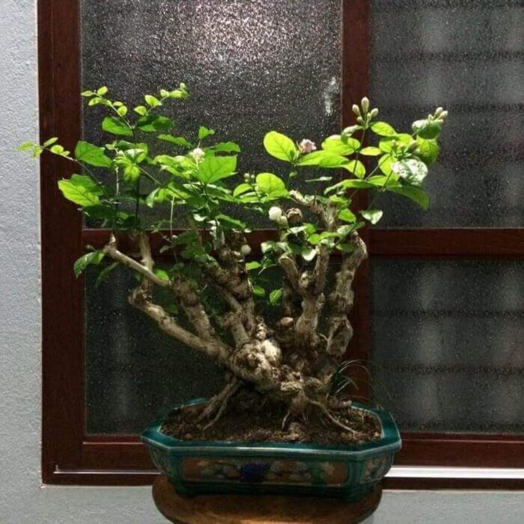 Phôi hoa nhài cổ Bonsai Đẹp - Độc - Lạ