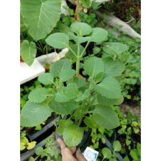 Cây rau tần dài lá hay húng chanh, bầu đất