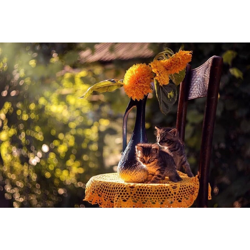 Ống kính MF Pentacon 50/1.8 ngàm M42