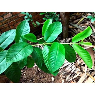 1kg lá ổi tươi