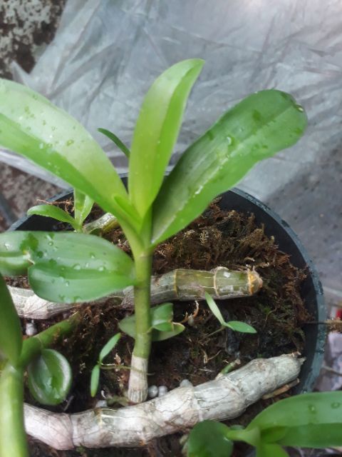 1 kie trầm tím rừng